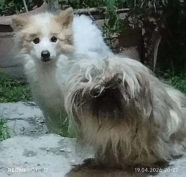 etibarlı əllərə verilir it: Ag İtin növü Alman şpist. 1yaş 4 aylıqdı. Adı lyusi. Diger it — 3