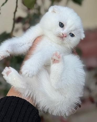 qizil baliq: Şotland yastı qulaq — 3