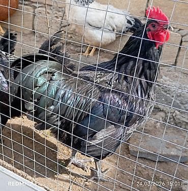 pitbull satilir: Cins xoruzlar – qara parıltılı 9 aylıq tam sağlam böyük ağır avstralop — 1