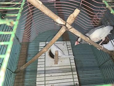 qəfəs böyük: Java darağı (Java sparrow) cütlüyü.Risofka amadin hazir cutdu istiyen — 3