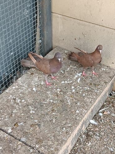 dəvəquşu yumurtası qiyməti: Şəkillərin hamısına baxın. hər cinsdə quşlar satılır . qiymət biri — 8