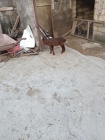 coban iti satiram: 1 ay 10 quzu erkek di yonca yeyir sud verirem men suber quzu dur 150 — 3
