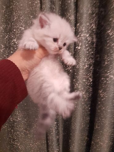 Gümüş rəng çalara sahib, tükləri sıx və yumşaq, qısa burunlu, iri — 3