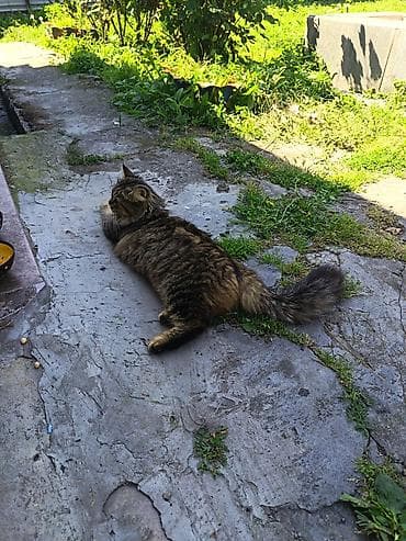 gencede heyvanlar: Tabbi, Dişi, Ünvandan götürmə — 1