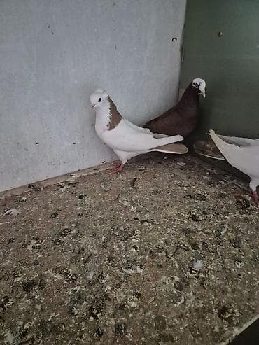 dərzi quşu: Sarı boynu güllü ərkey sarı quyruğ satılır desdə deyil qızğın ərkeydi — 4