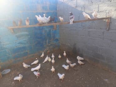 Salam Alokum Tergidilir kom satilir Kohne cinsderdi Yaxsi Sat Verener