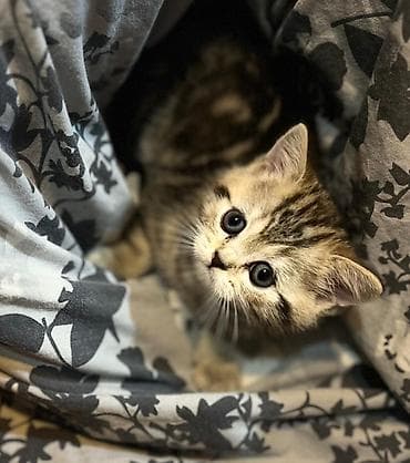 British tipli zebralı balaca pişik - Cins: Scottish/British tipli