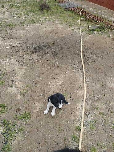 heyvan sahiblənmə: Zvonok, 1 ay, Dişi, Cütləşmə üçün, Ödənişli çatdırılma — 3