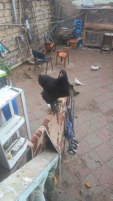 liqorin toyuğu: Toyuq, Brama, Damazlıq — 3