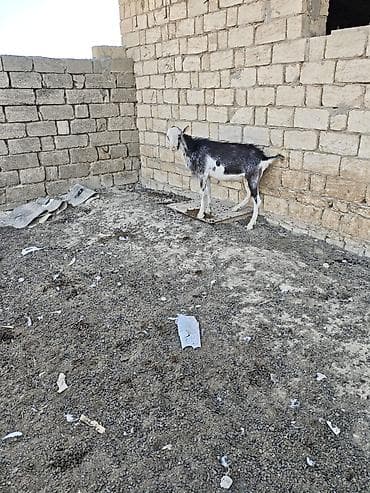 keçi: Her ikisi satilir. fevralda 2yasdari olacag. heyvanlar qobu kendindedi — 2