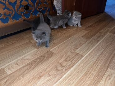 maykonq pişik: Britan, Erkək, Dişi, Ünvandan götürmə — 6