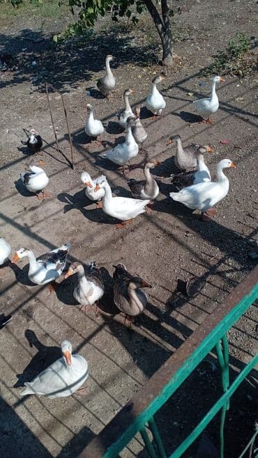 itlerin pulsuz verilmesi: Qaz sürüsü – fərqli rəng və növlər - Fotoşəkildəki sürüdə ağ və boz — 1