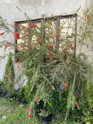 Buket güllər: 🌿 Satılır – Dekorativ Həyət və Bağ Bitkiləri 🌳 Həyət və bağların — 7