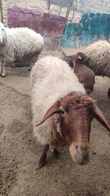 bala quzu: 6 ana qoyundu 5 ədədin yanında balası var. Biri birinci qarınadi — 7