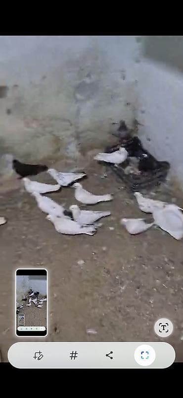 Məhsul: Ev göyərçinləri sürüsü Təsvir: - Şəkillərdə müxtəlif rəng — 6