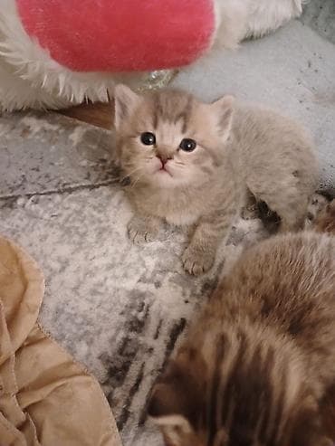 paroda pişik: Britan — 4