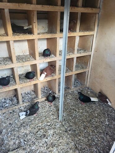 британская кошка цена в баку: Ağ quyruqlar 11 ədəddir 4 ü qırmızı 7 si qaradır cutdə satılır cütü — 4