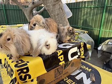 akvarium dekor: 🐰 Mini Lop dovşanlar 🤍 4 ədəd sağlam və baxımlı mini lop var. • 2 — 3