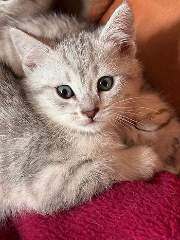 pisik ucun tualet: Şinşila və siyamin qarişiqi, 2 qiz 2 oglan, 2ayligdilar, tualet — 3