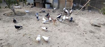 ağ ördək: Məhsul: Ev quşları – müxtəlif cins göyərçinlər Təsvir: - Həyətdə — 2