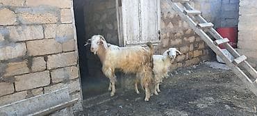 Hələb təkəsi - Növ: erkək hələb keçi (buynuzlu), uzun tüklü, açıq