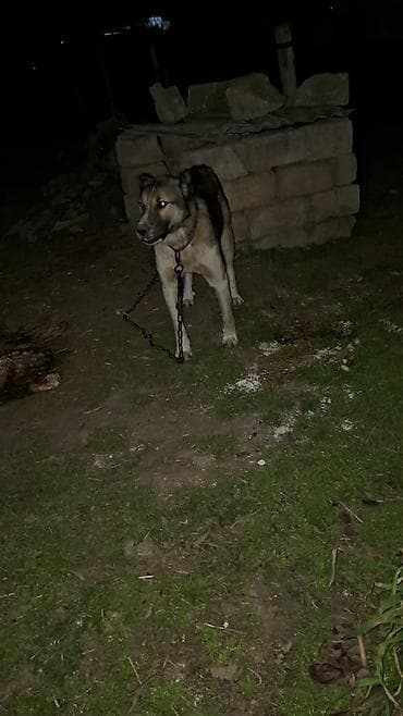 Птицы: 1yaş 3aylıq temiz teserfat itidi — 5