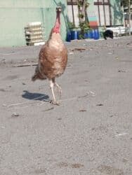 Razılaşma yolu ilə