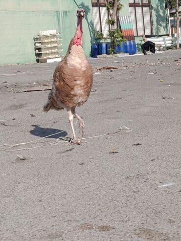 K/t heyvanları üçün mallar: Qiyməti razılaşma yolu ilə — 2