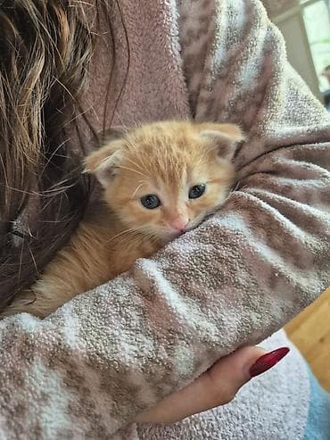 cuce satisi 2019: Şinşilla, Erkək, Yaxşı əllərə, Ödənişli çatdırılma — 6