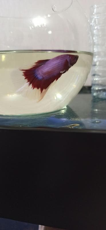 akvarium silikon: Betta (Petuşok balığı), Sülhsevər — 2