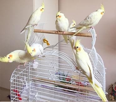 taxta qefes: ✨ Hazır sarı e lquşlarıdanişdirmaq tam rahat olurr satışda! 🐦✨ Parlaq — 1