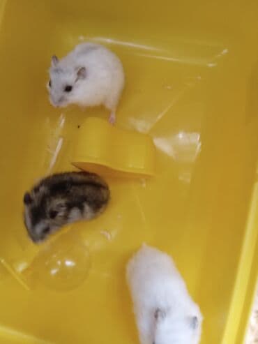 Собаки: Hamsterlar – kiçik ev heyvanları - Növ: Cırtdan hamster (dwarf — 1