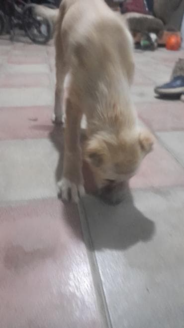 kanqal itler: Balaca it balası - Rəng: açıq bej/krem tonları - Yumaşaq, qısa tüklü — 1