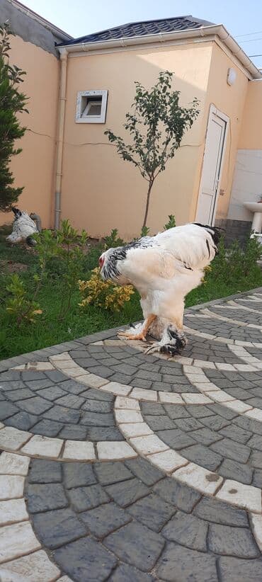 çöl qazı haqqında araşdırma: Toyuq, Brama, Ətlik — 2