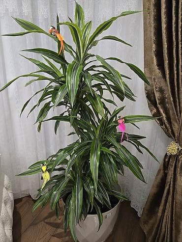 satin parça: Dracena deremensis “Warneckei” Böyük dekorativ otaq bitkisi.Tünd-yaşıl — 1