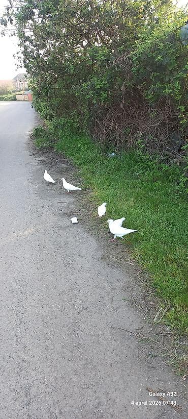 lal ordek satilir: Ağ güvercinlər – dekorativ və uçuş üçün - Rəng: qar kimi ağ, bir — 4
