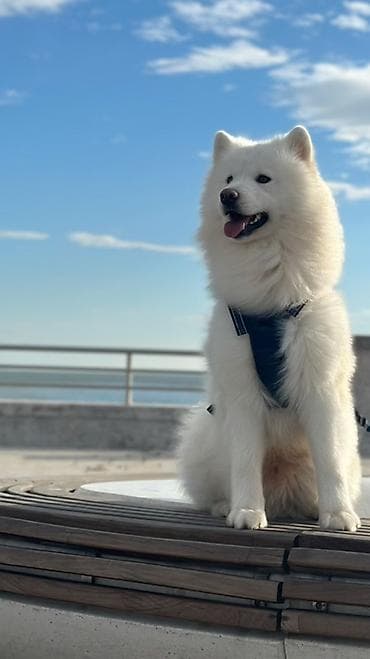 samoyed satisi: Samoyed, 1 il, Erkek, Cütləşmə üçün — 2