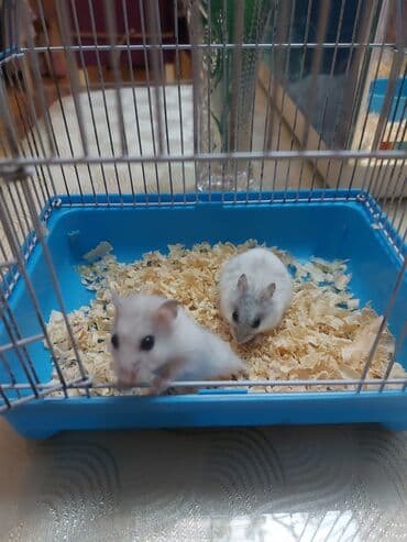 енот в баку купить: Грызуны — 1