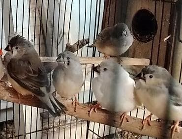 Amadin 3 ədədi 35 manat