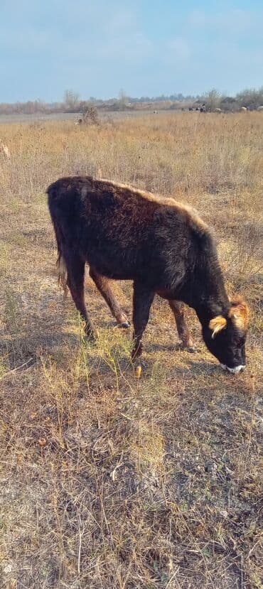 cuceye verilen adlar: Dana, buzov, Erkək, ay: 1, Ətlik — 3