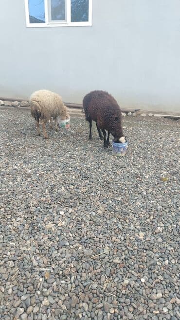 çin aslanı: Satılır: 2 baş qoyun

cavan qoyunlardı — 1