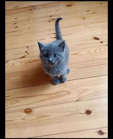 iney sekilleri: Erkək, Yaxşı əllərə, Ünvandan götürmə — 3