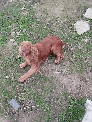 кокер спаниель: Кокер спаниель, Самка, Платная доставка — 3