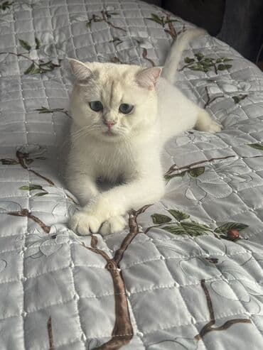 Кошки: Британская, Самец, В добрые руки, Самовывоз — 8