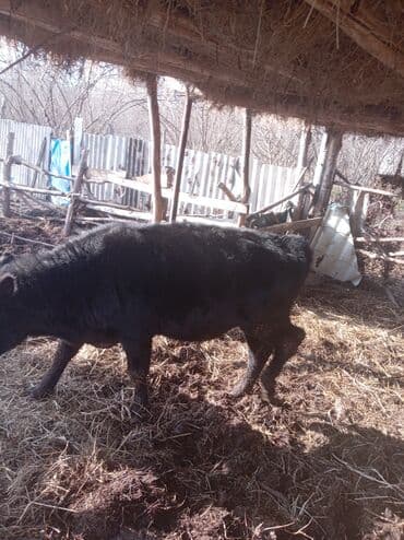 Другие животные: Самец, лет: 1, Для разведения — 6