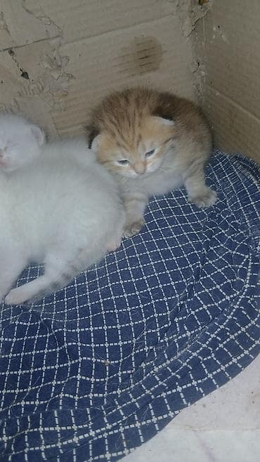 heleb keçileri: Yaxşı əllərə — 5