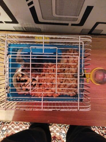 Pişiklər: Qəfəs + 2 xamyak + su qabı + fırlanma+20 AZN təcili kim istəsə desin — 4