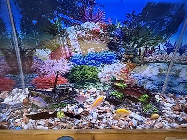 akvarium baliqlari satilir: TƏCİLİ SATILIR!! Akvaryum içindəki hər bir əşyası ilə satılır Müxtəlif — 2