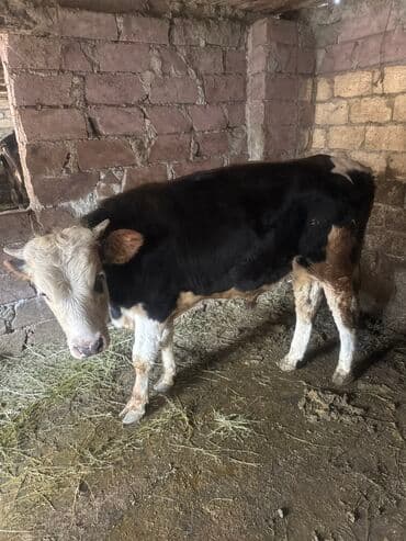 yerli cins inekler: Inəklər öz qapimizin heyvnalradir saf qan simental balalari ilə — 9