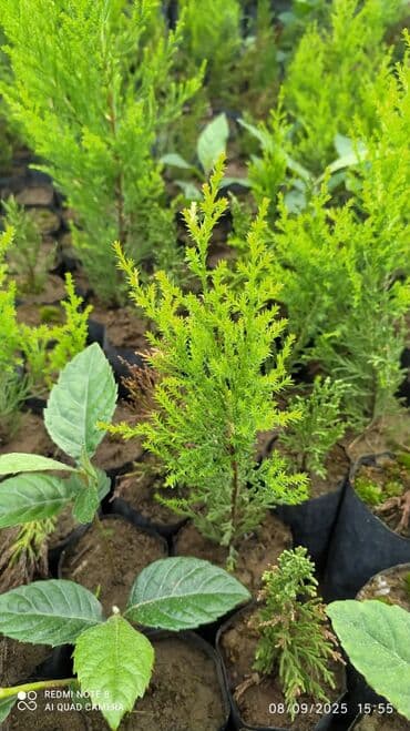 tikanli bitkiler: Limonni yolka şitili sifariş üçün vhatsapa yaza bilersiz agac gül — 3